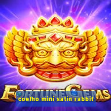 coelho mini satin rabbit